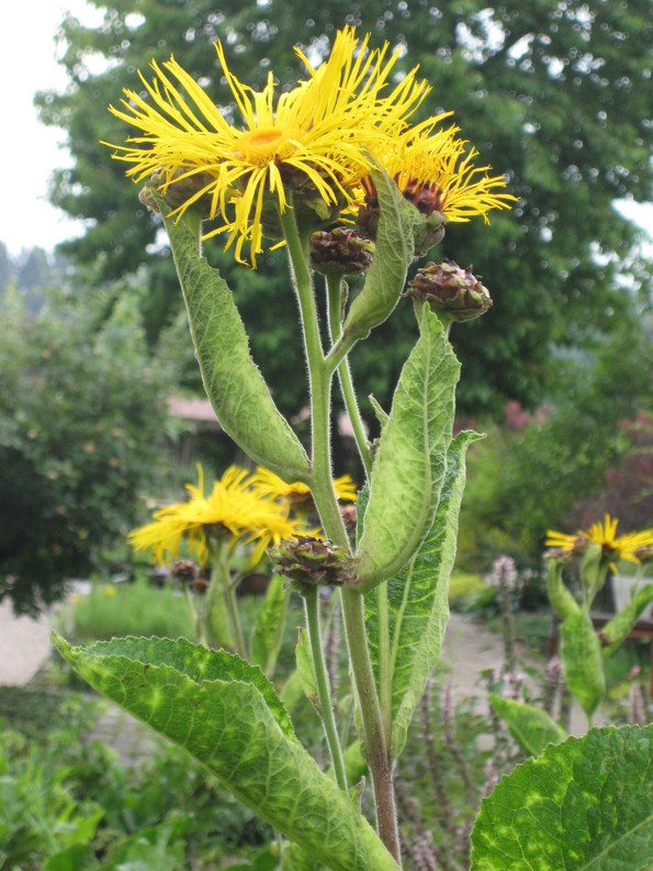 Eine Gelbe Blume