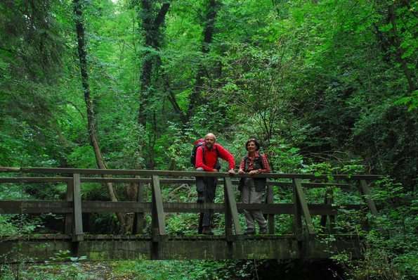 Eine Holzbrücke in der Natur 