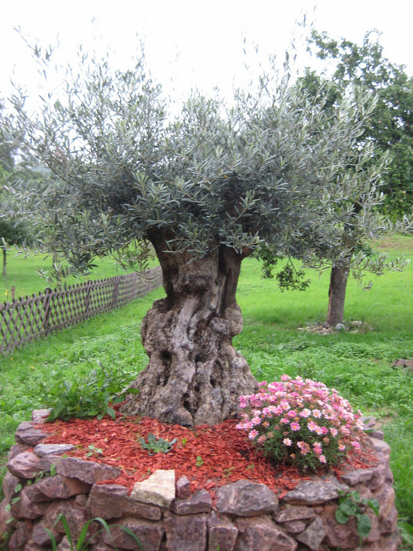 Ein kleiner Baum mit besonders dickem Stamm