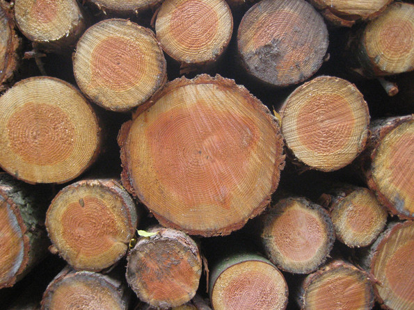 Holzstapel