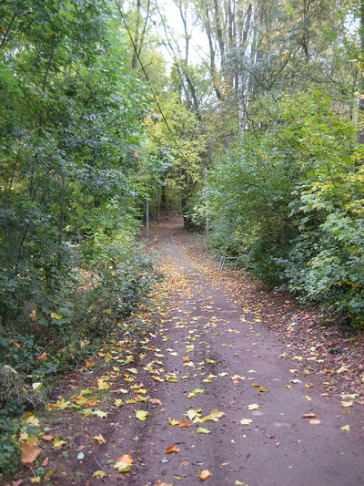 Man sieht einen Waldweg