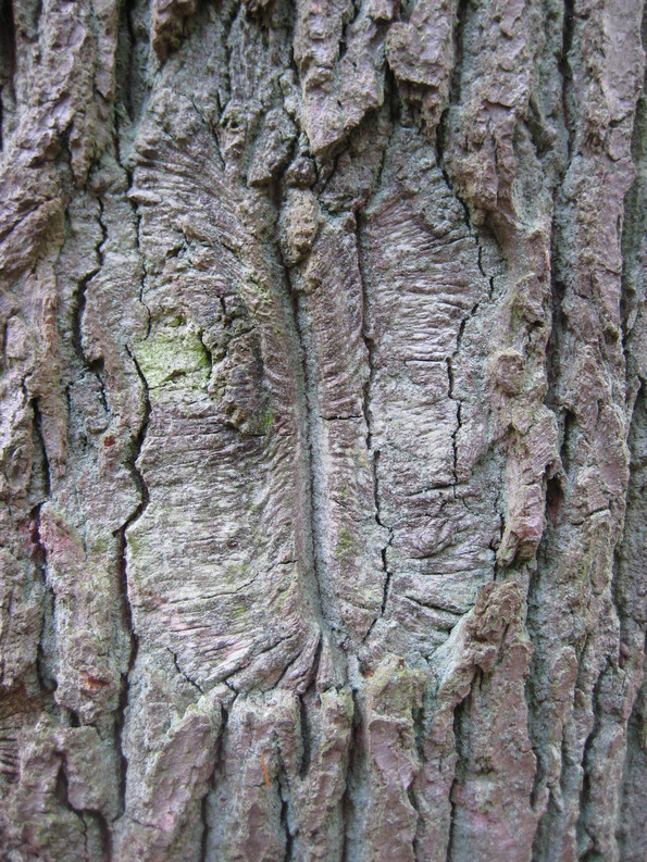 Baumstamm Rinde
