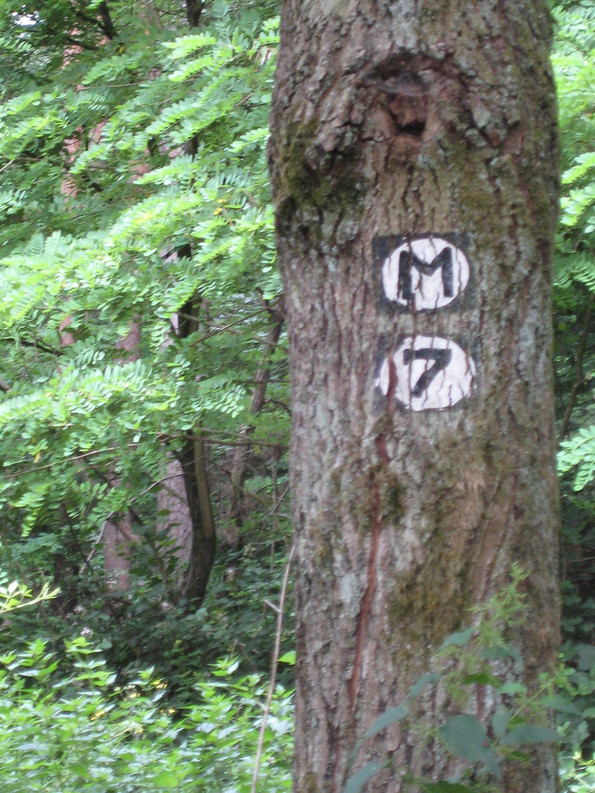 Zeichnung am Baum