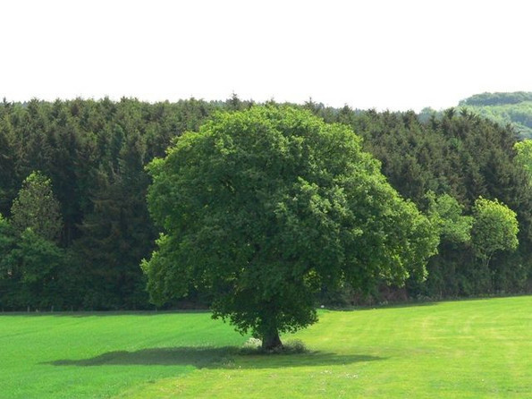 Eien Wiesenlandschaft