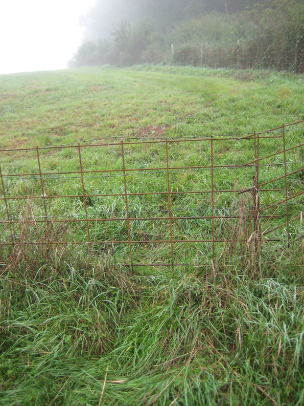 Eine Wiese die mit einem Zaun abgetrennt ist.