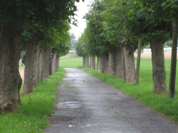 Ein Weg mit rechts und links Bäumen