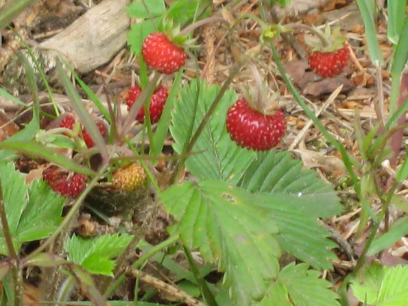 Wilderdbeeren 