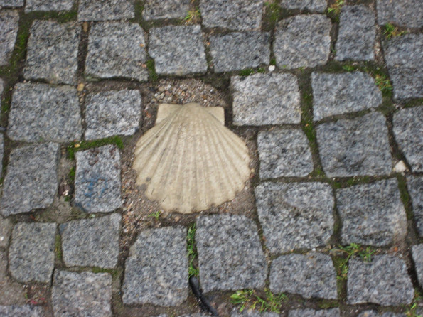 Eine große Muschel auf dem Boden