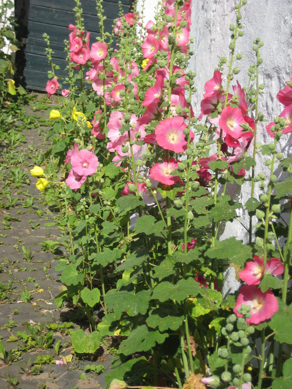 Rosa Rote Stockrosen